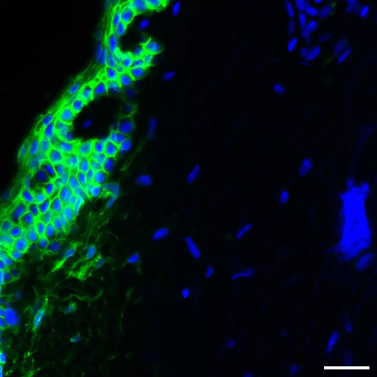 ティート　ニヒトニア　ニヒトニアCRP TROP2 Antibody, anti-human, REAfinity™ | Miltenyi Biotec | USA