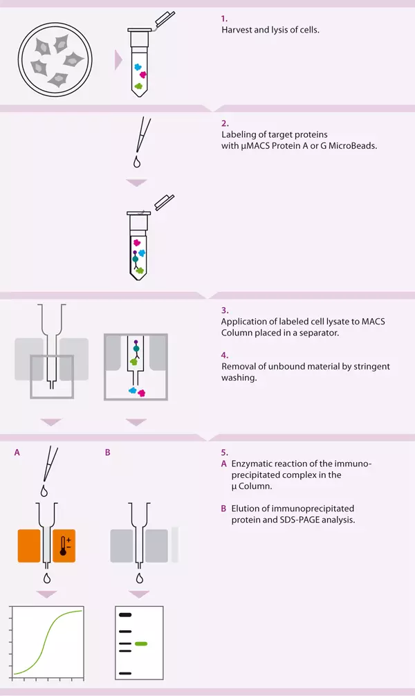 Protein A or Protein G Kits | Miltenyi Biotec | 中国