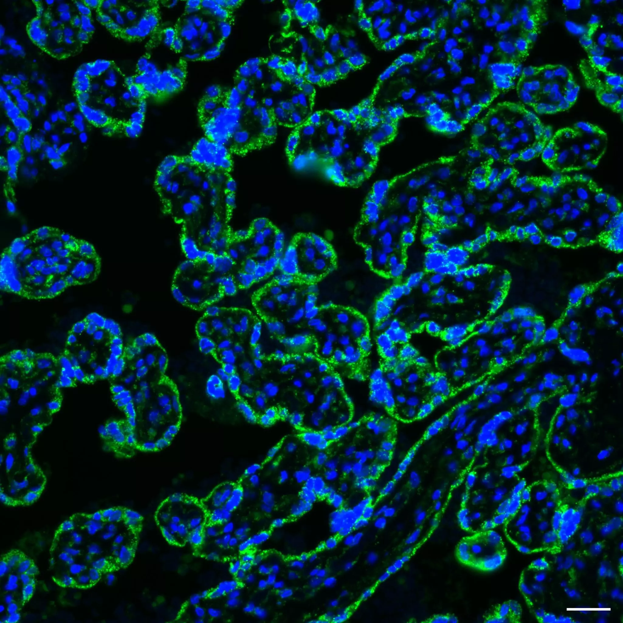 CD127 (IL-7Rα) Antibody, anti-human, REAfinity™ | Miltenyi Biotec