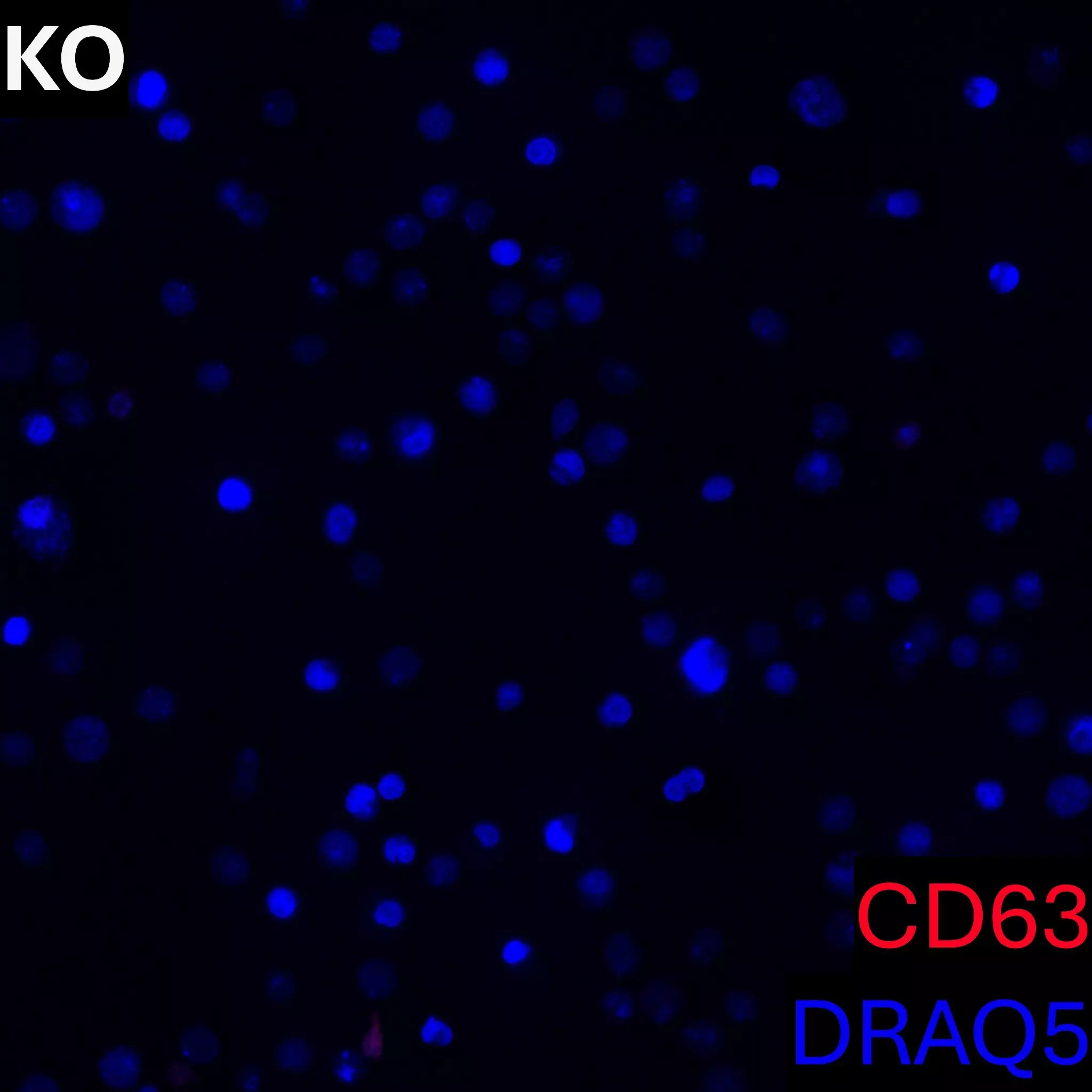 CD63 Antibody, anti-human, REAfinity™ | Miltenyi Biotec | USA