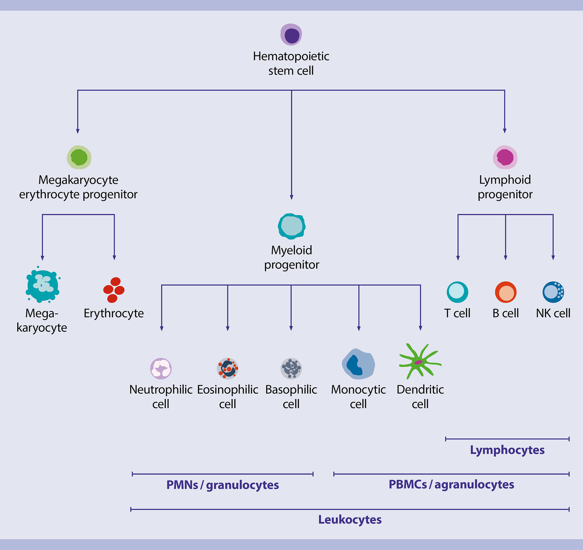 Peripheral Blood, Whole blood, Handbook