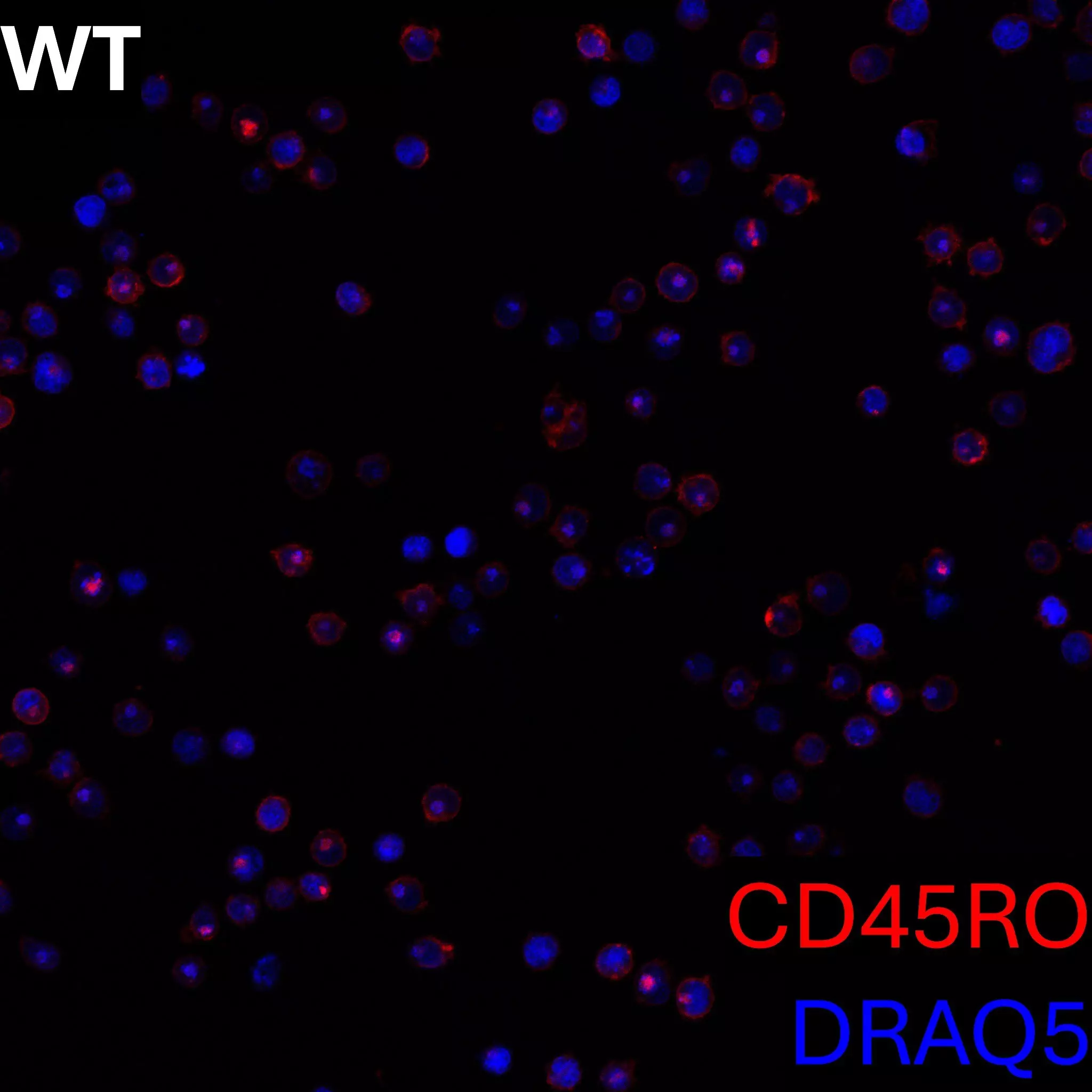 CD45RO Antibody, anti-human, REAfinity™ | Miltenyi Biotec | USA