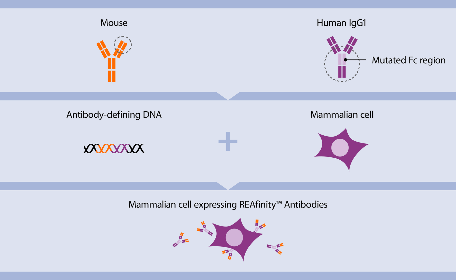 Antibody structure and their use in flow cytometry | Miltenyi Biotec ...