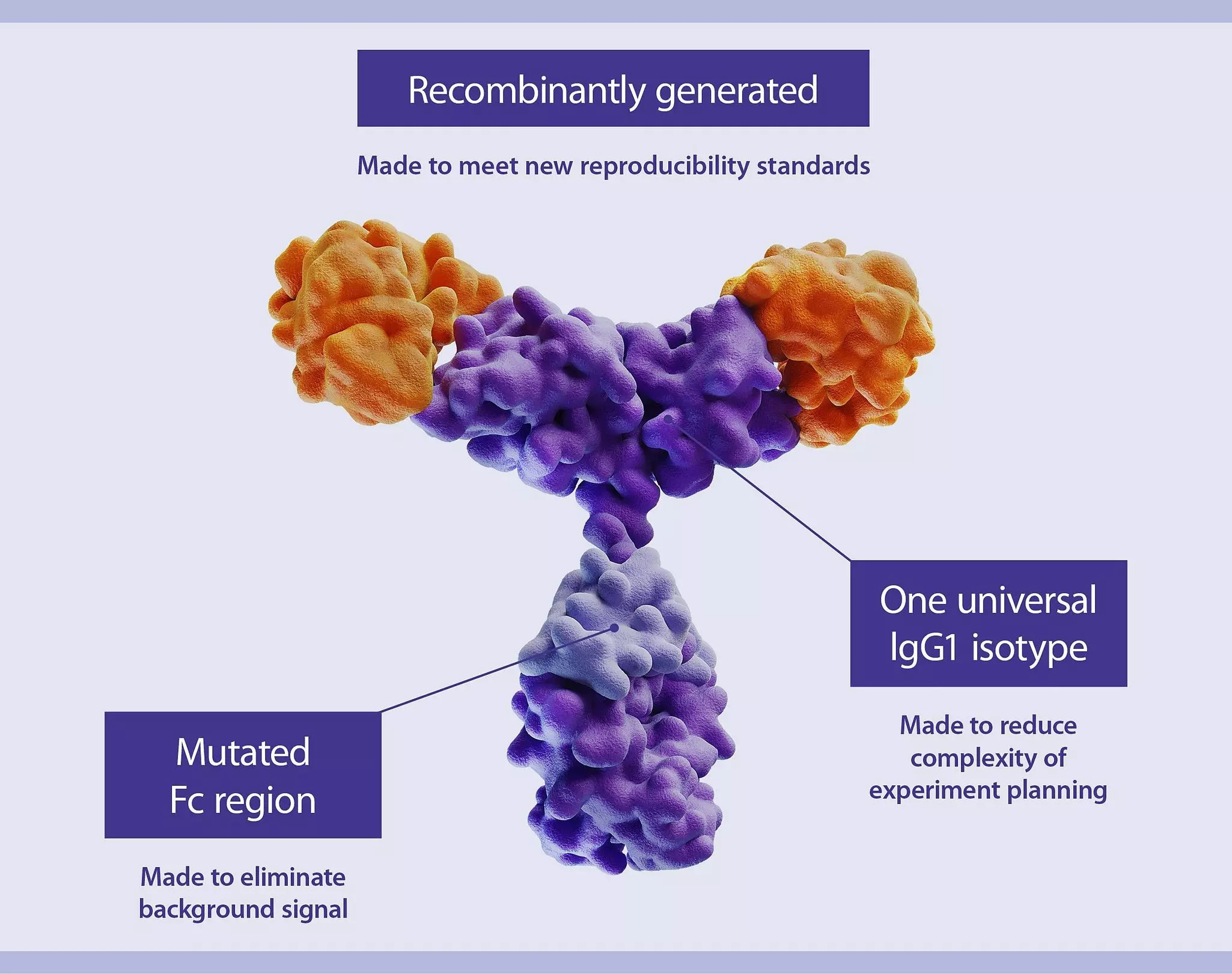 Recombinant Antibody Technology | REAfinity™ Antibodies | Miltenyi ...