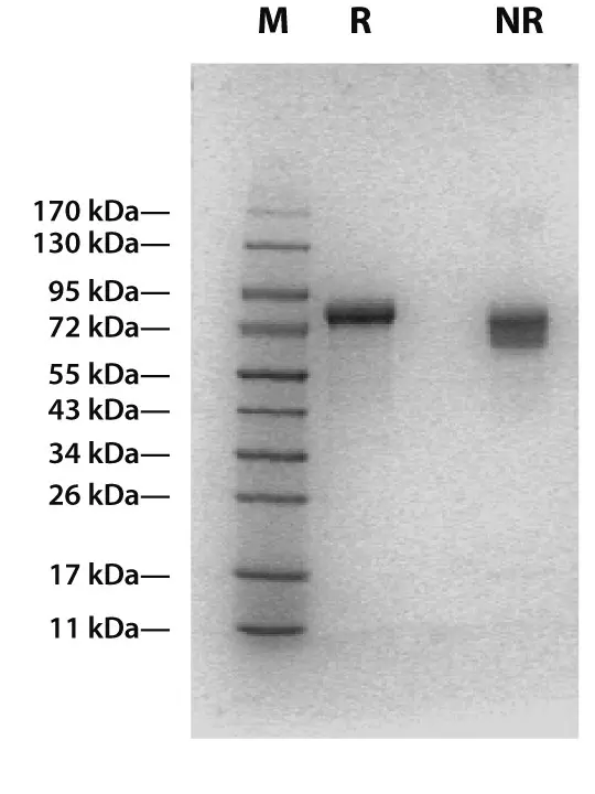 Human IL-12 | Miltenyi Biotec | USA