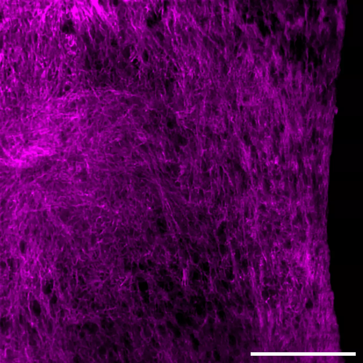 CD56 Antibody, anti-human, REAfinity™ | Miltenyi Biotec | USA