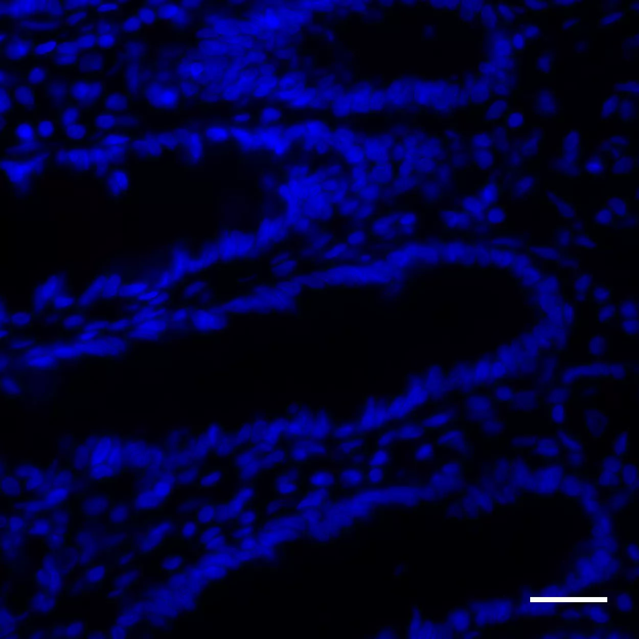 IFN-γ Antibody, anti-human, REAdye_lease™ | Miltenyi Biotec | USA