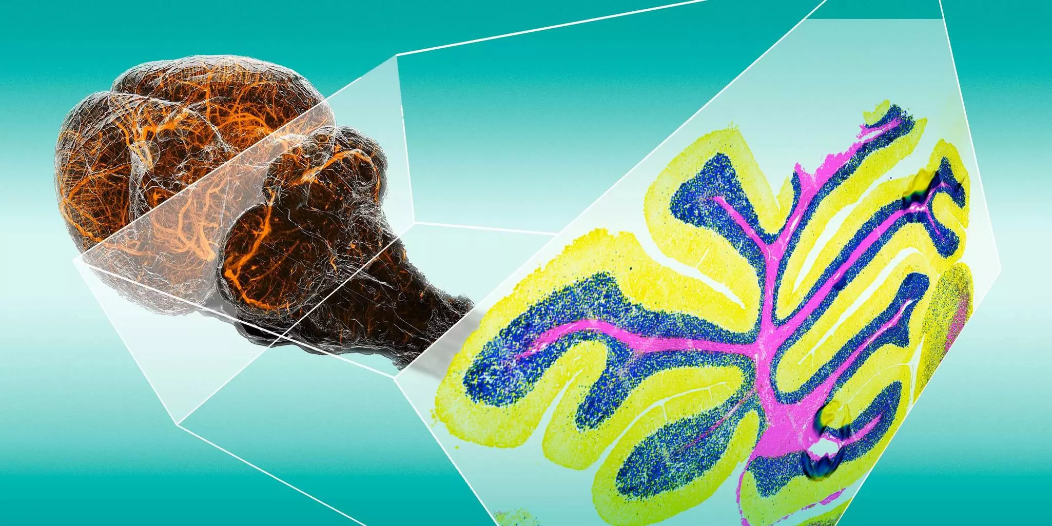 Spatial Biology | Basics | MACS® Handbook | Miltenyi Biotec | Belgique