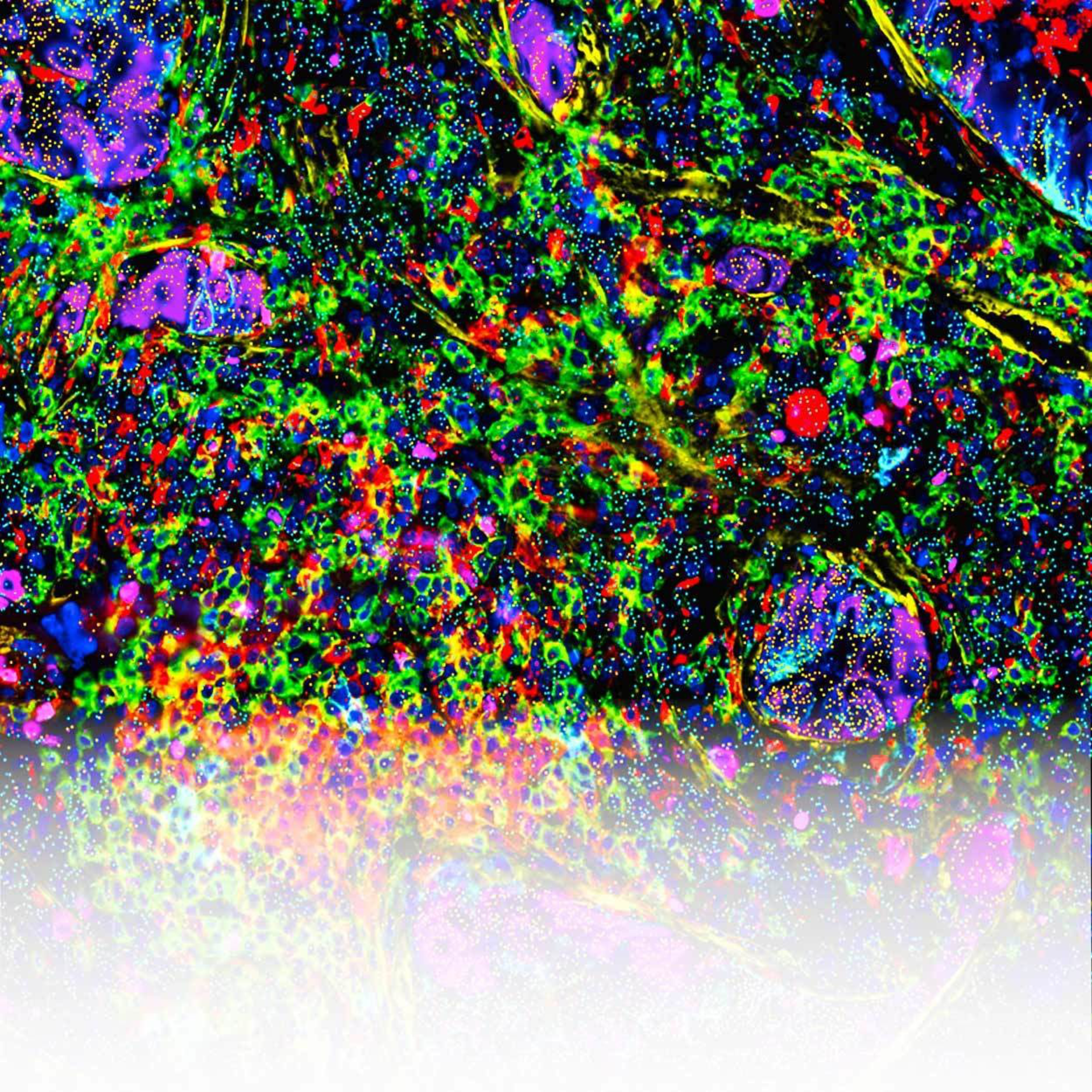 Spatial biology | MACSima™ Platform | Multiplex Imaging
