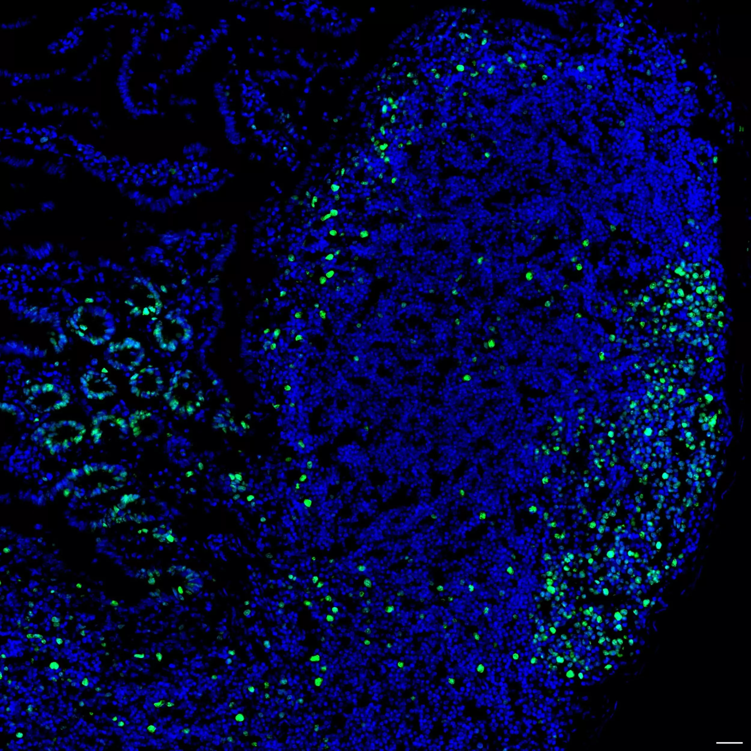 KI KINページ Ki-67 Antibody, anti-human/mouse, REAfinity™ | Miltenyi Biotec | USA