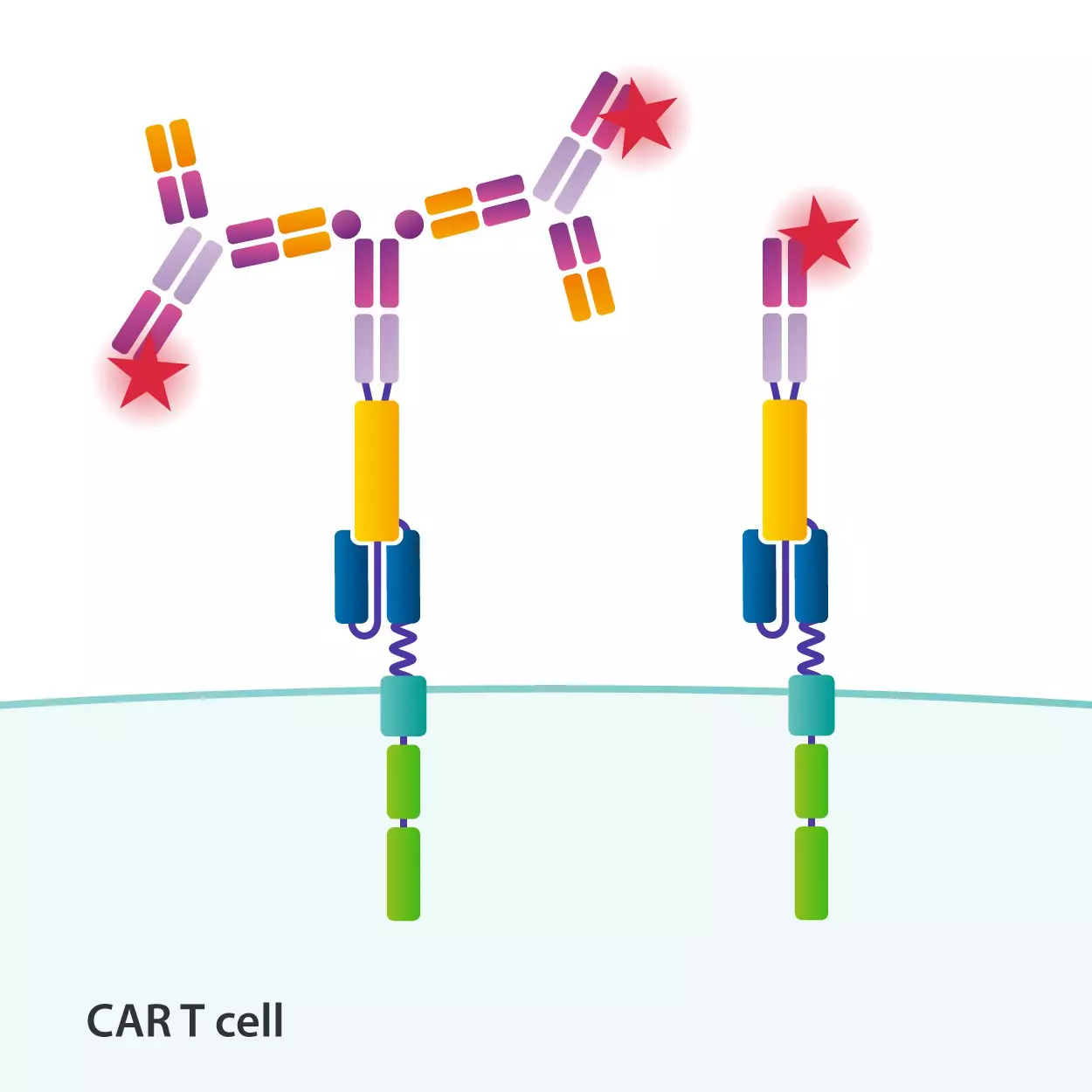 CAR T Cell Characterization | CAR Detection Reagents | Miltenyi