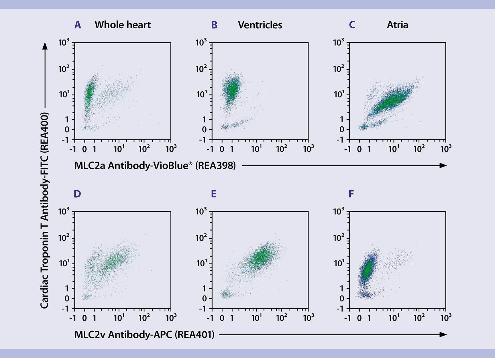 Immunophenotyping | Neonatal Cardiomyocytes | Mouse | Protocol ...