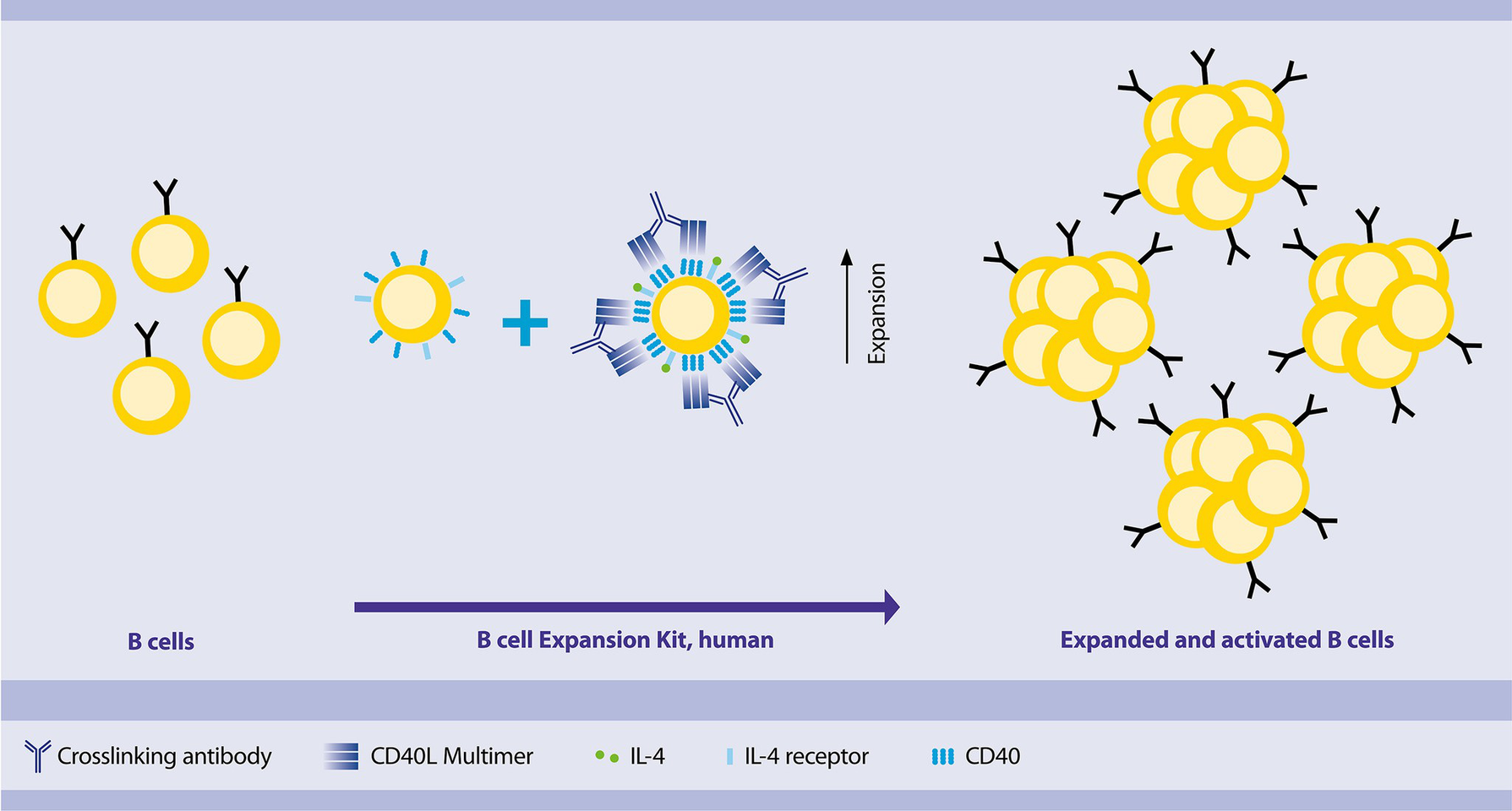 Expansion Of B Cells | B Cell Expansion Kit | Protocol | Miltenyi ...