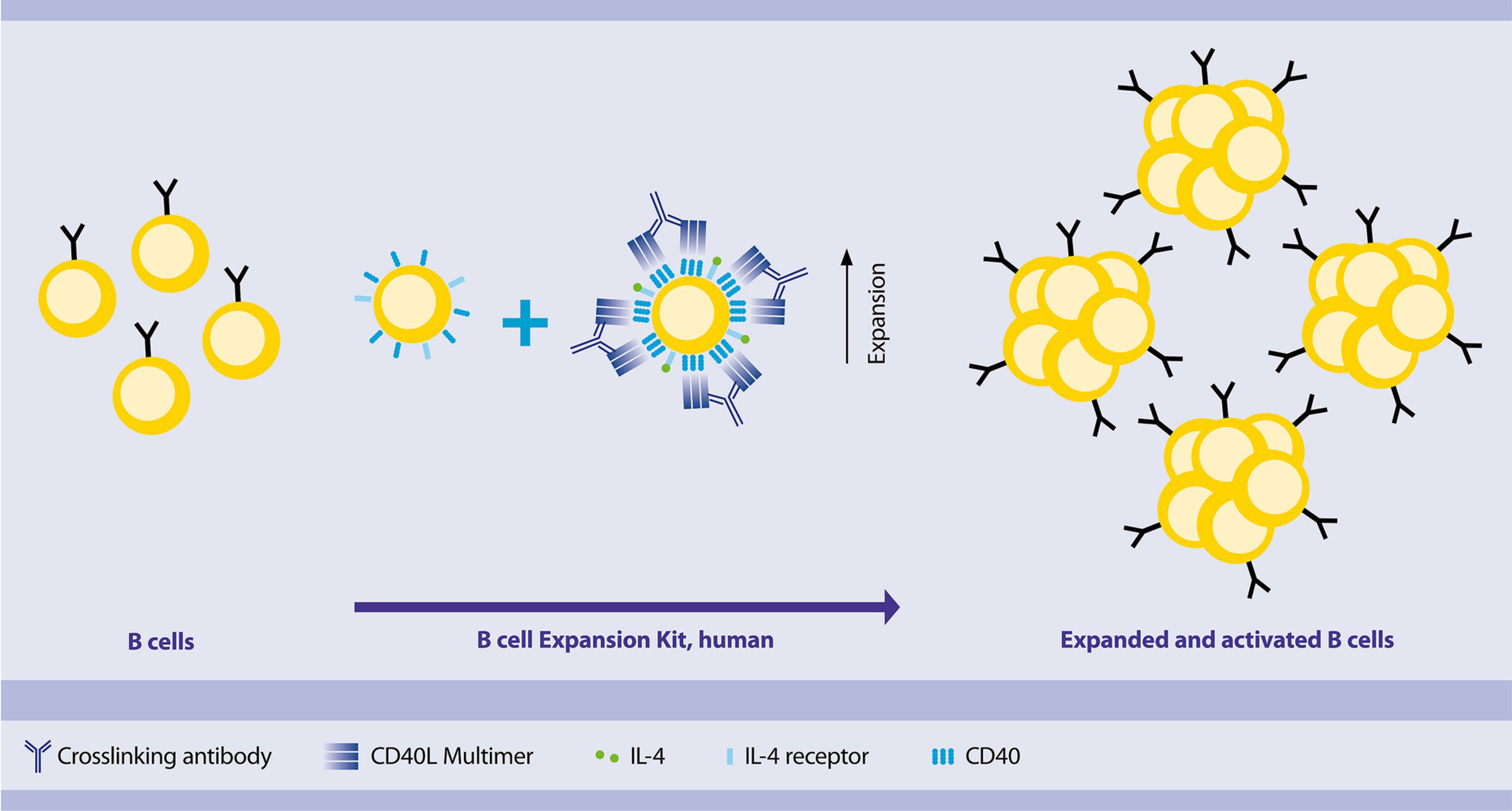 Expansion of B cells B Cell Expansion Kit Protocol Miltenyi