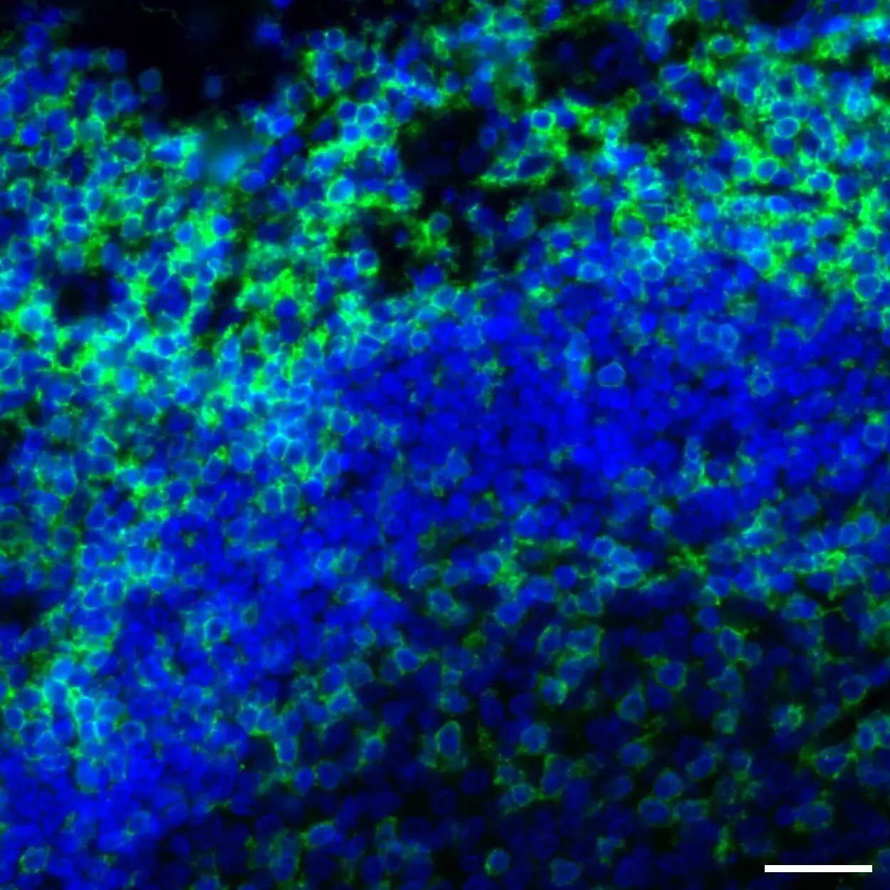CD4 Antibody, anti-human, REAfinity™ | Miltenyi Biotec | Great Britain