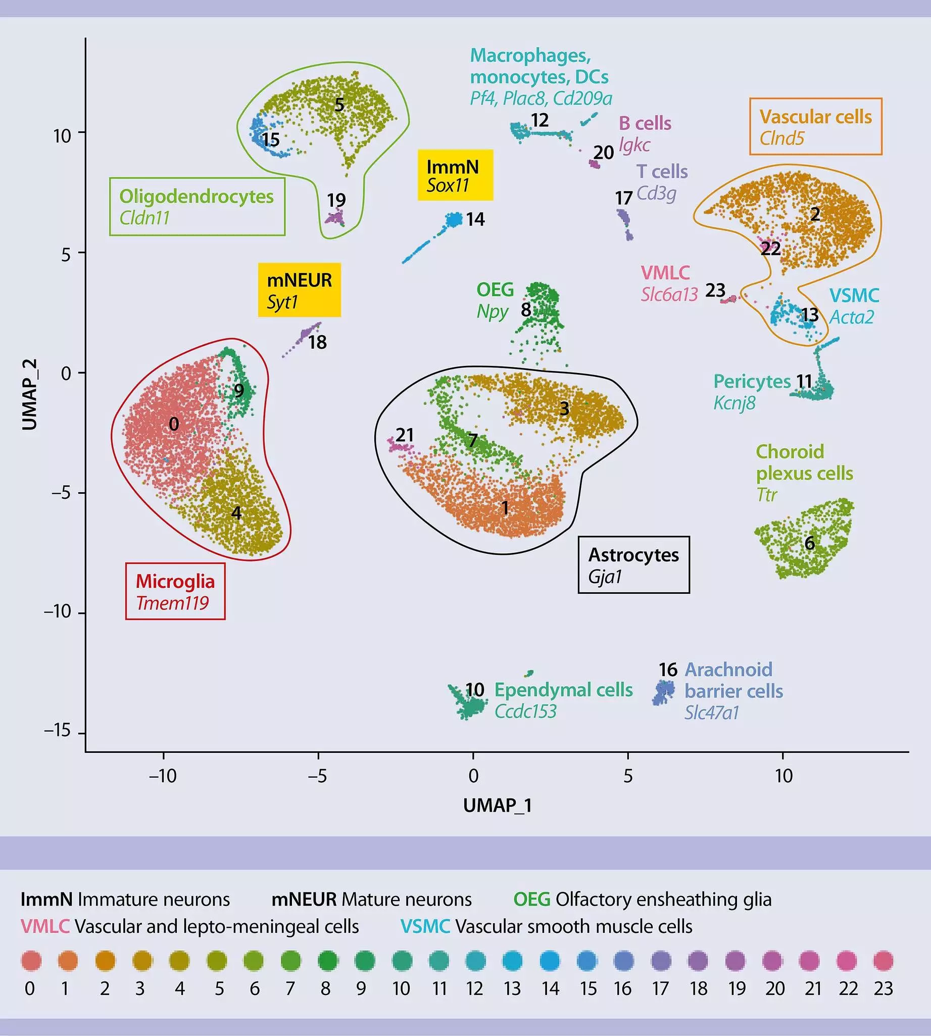 Adult brain dissociation | Workflow | Neural cells | Miltenyi