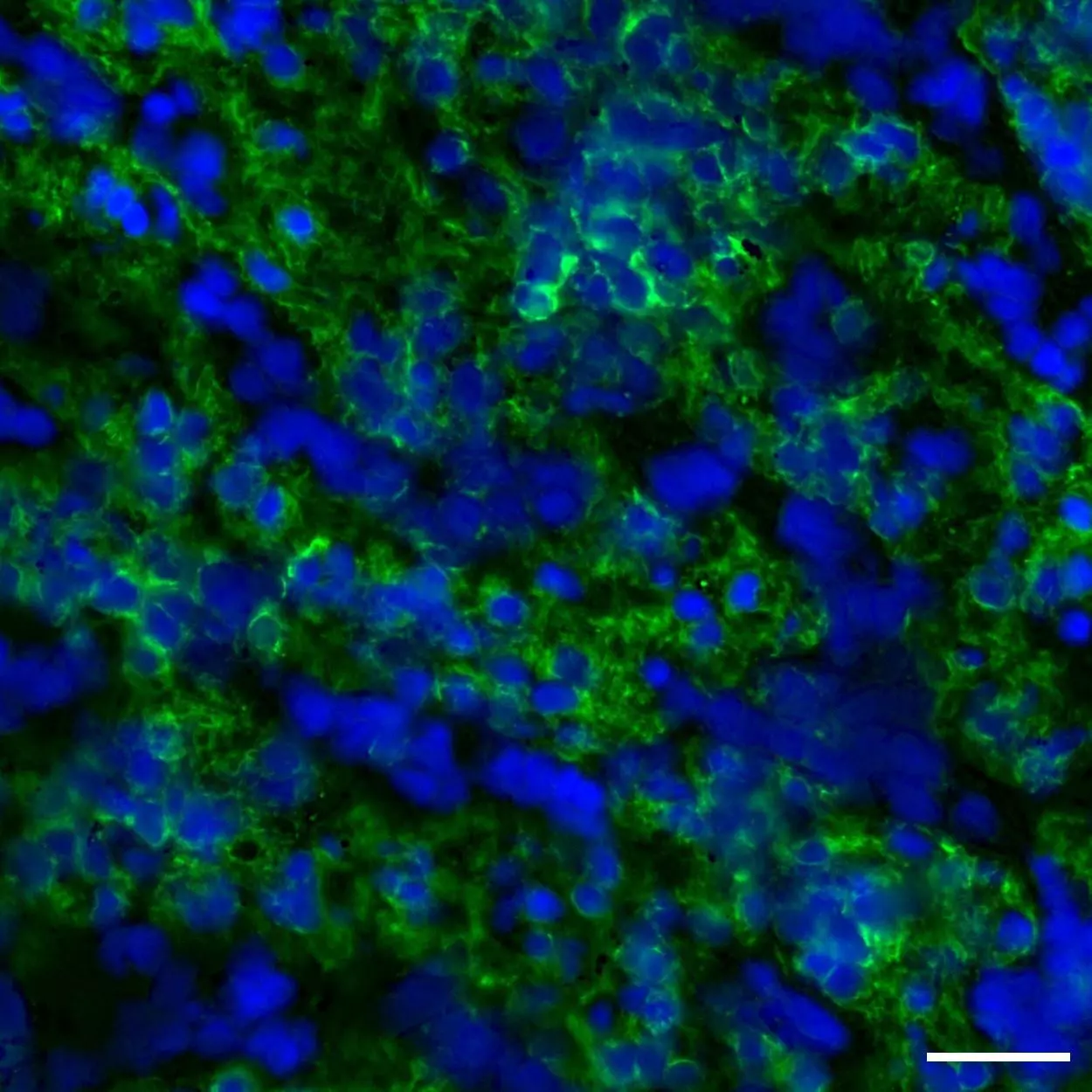 CD44 Antibody, anti-human, REAlease® | Miltenyi Biotec | USA