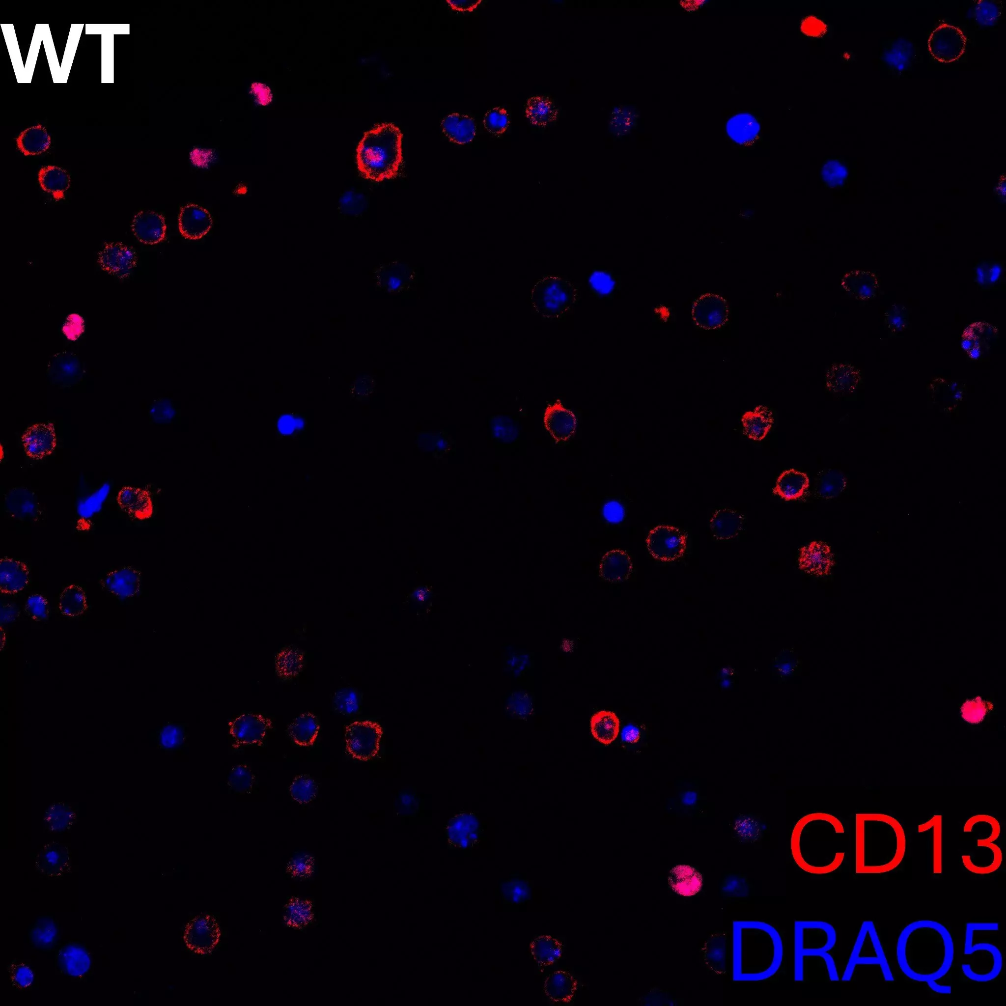 CD13 Antibody, anti-human, REAfinity™ | Miltenyi Biotec | USA