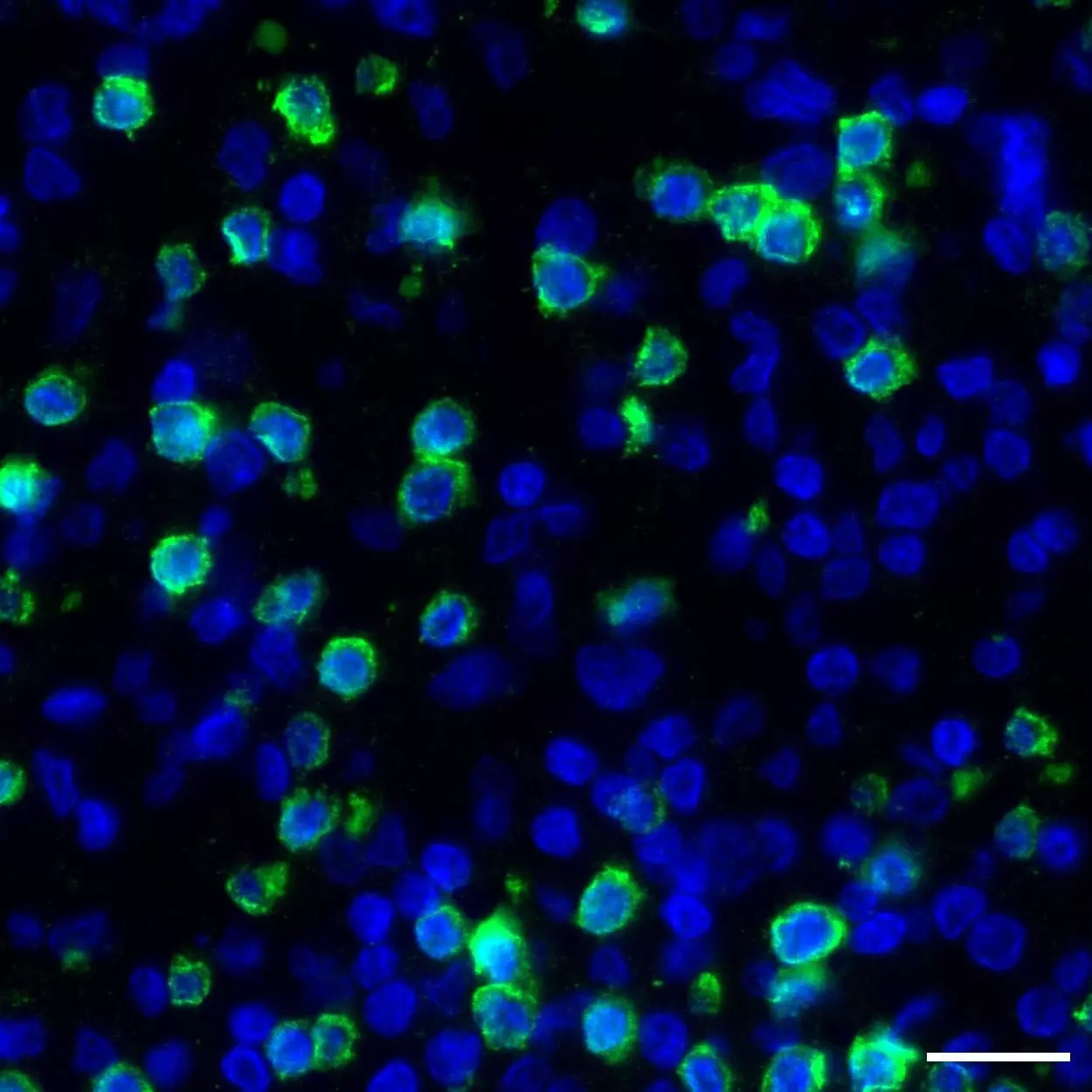 CD3 Antibody, anti-human, REAfinity™ | Miltenyi Biotec | USA