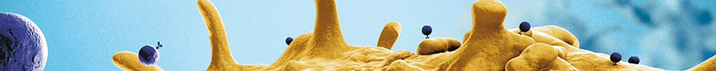 Magnetic beads cell isolation | MicroBeads | Products | Miltenyi Biotec ...