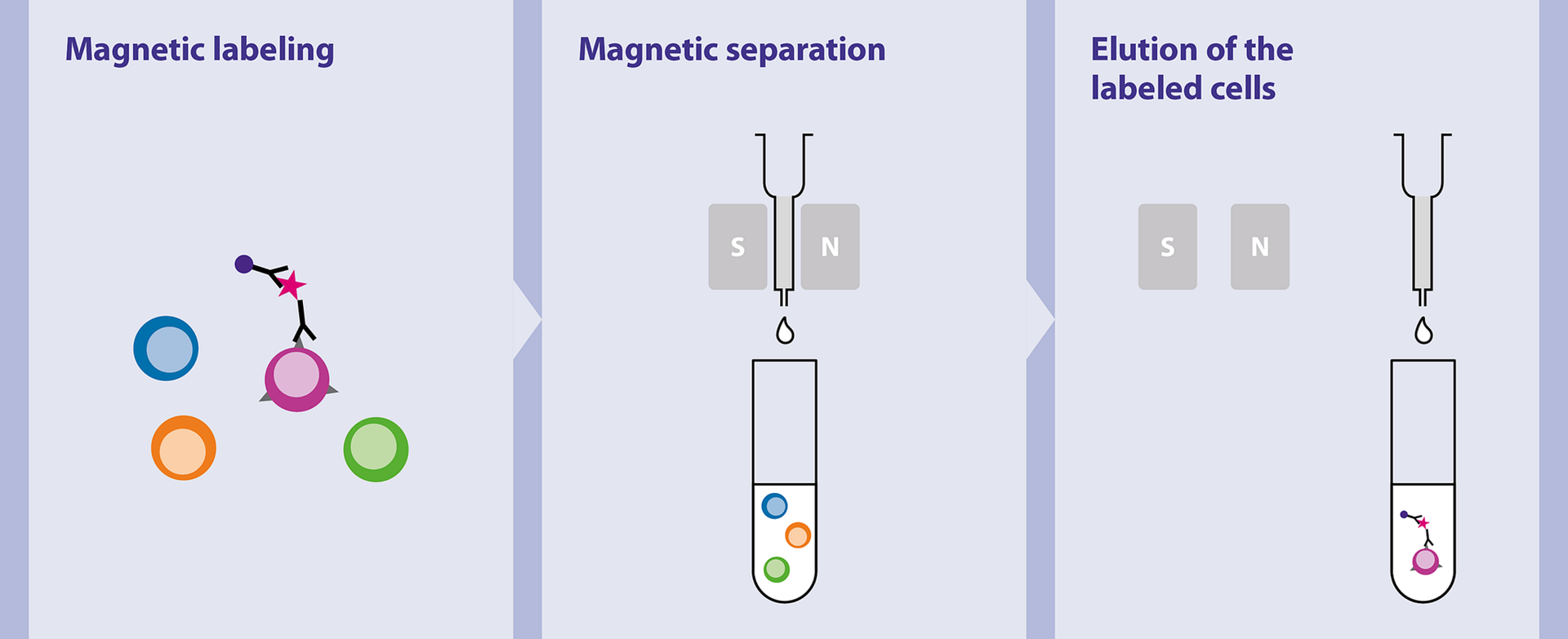 Magnetic cell separation | Biotec |