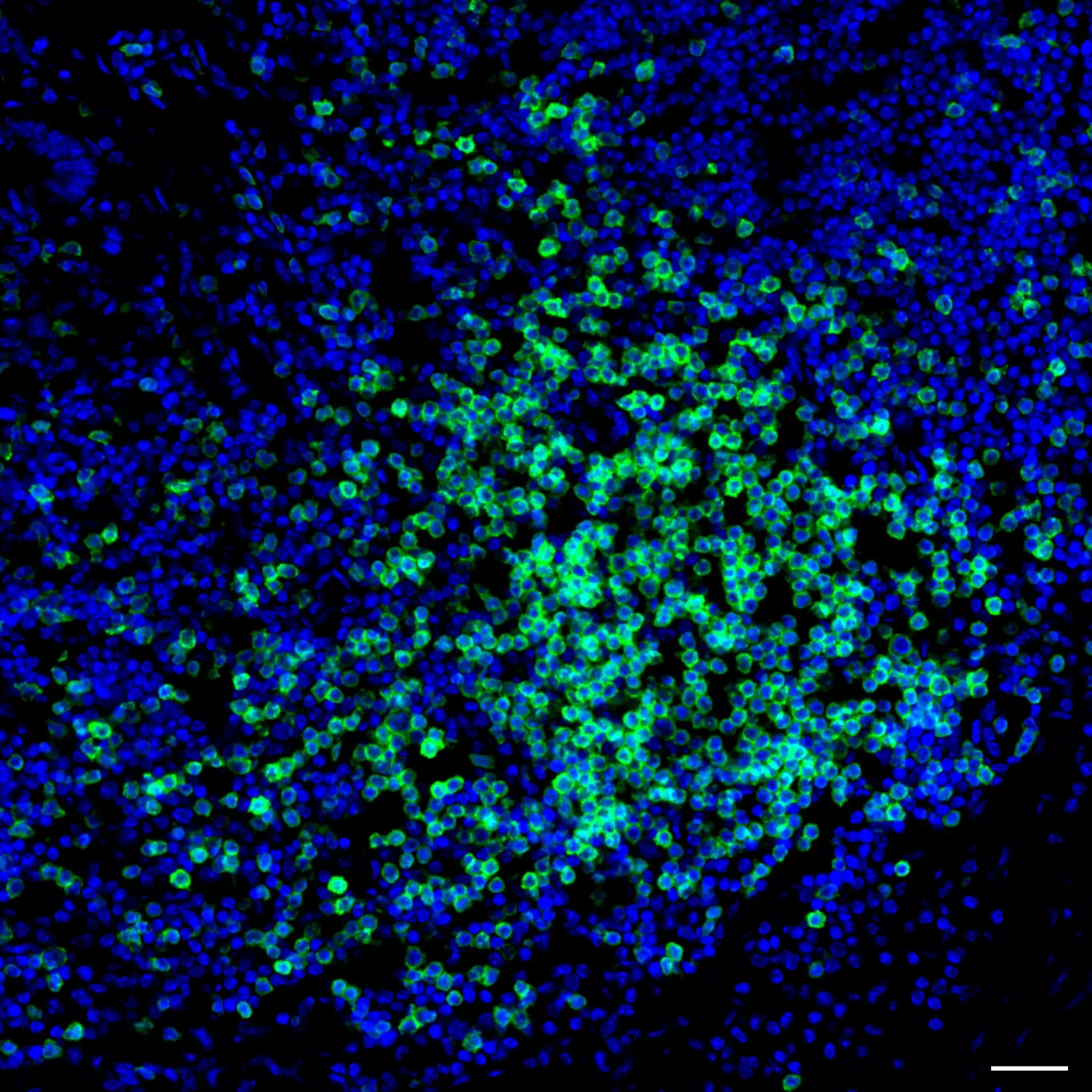 CD3 Antibody, anti-mouse, REAfinity™ | Miltenyi Biotec | USA
