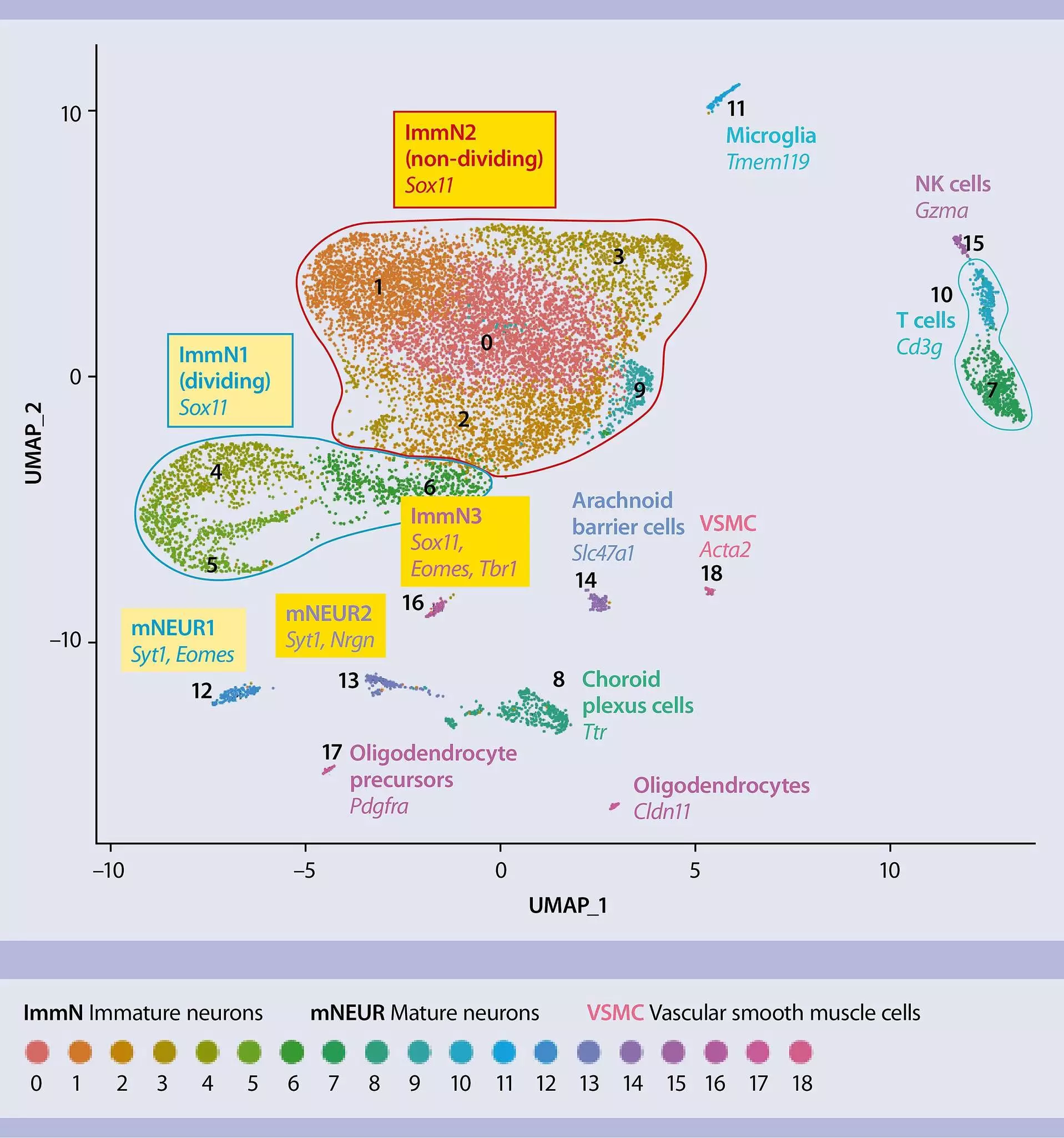 Neural cells | adult mouse brain | Workflow | Miltenyi Biotec | 대한민국