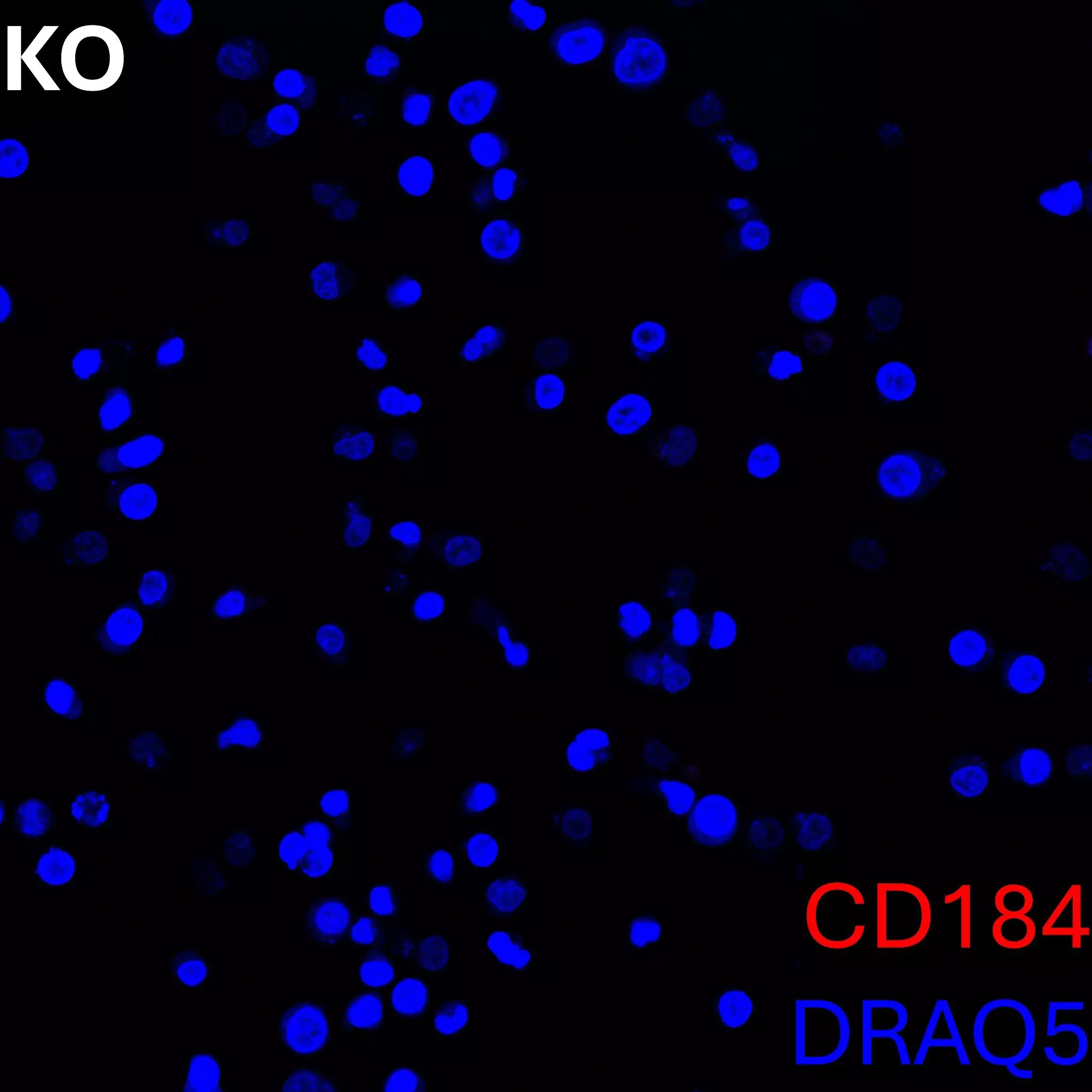 CD184 (CXCR4) Antibody, anti-human, REAfinity™ | Miltenyi Biotec | USA