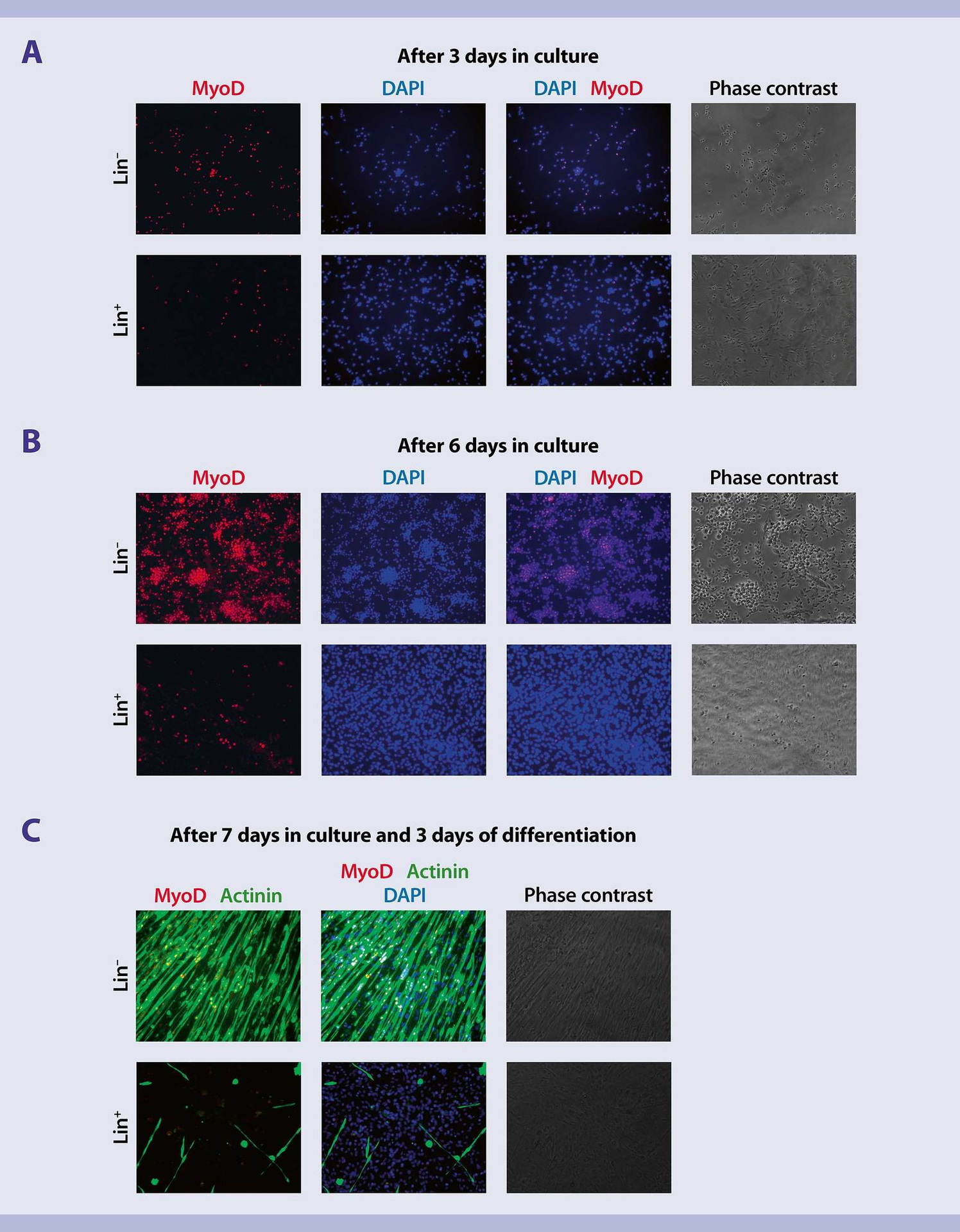 Satellite cells from mouse skeletal muscle | Protocol | Miltenyi Biotec ...