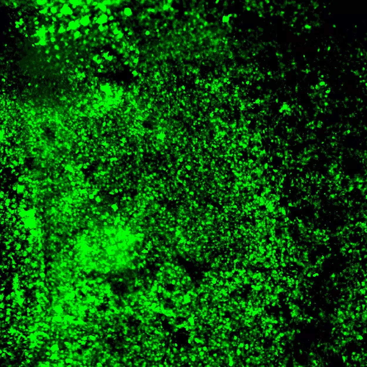 H2AX pS139 Antibody, anti-human/mouse, REAfinity™ | Miltenyi