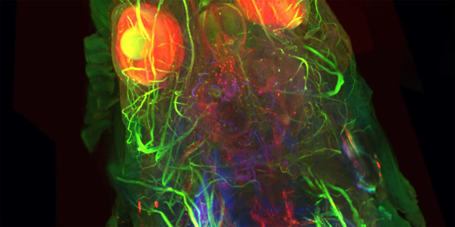 UltraMicroscope II Miltenyi Biotec 日本