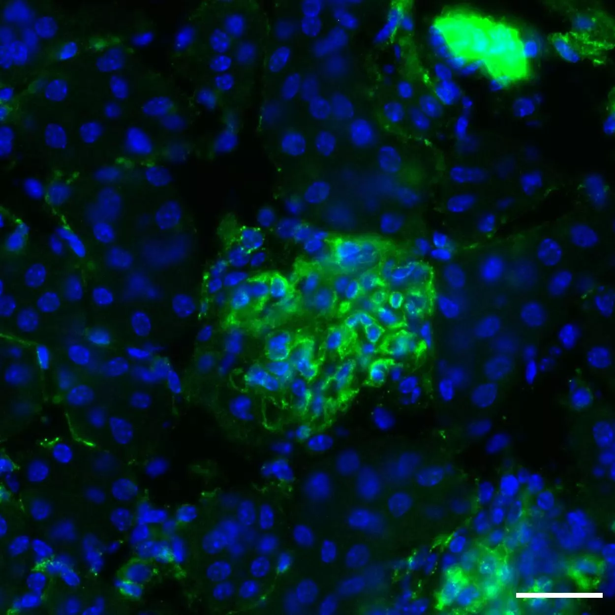 クリアー・マインド　UAR クリアーマインド UAR クリアー・マインド(サイン入り) 販売 | [WX24-P1] RECOLLECT