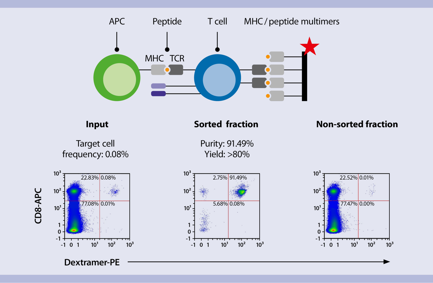 MACSQuant Tyto cell sorting applications Miltenyi Biotec USA