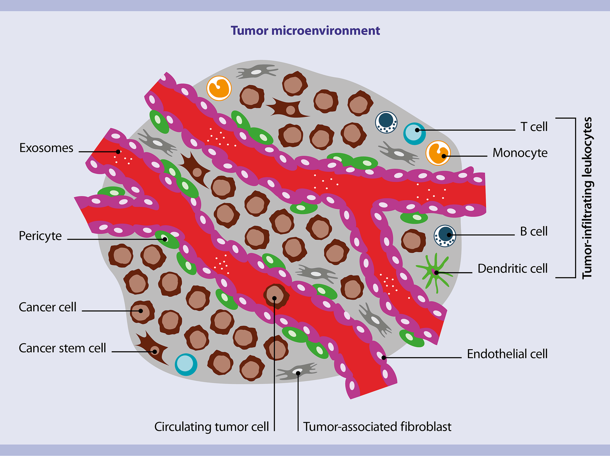 Tumor tissue (mouse) | Miltenyi Biotec | 中国