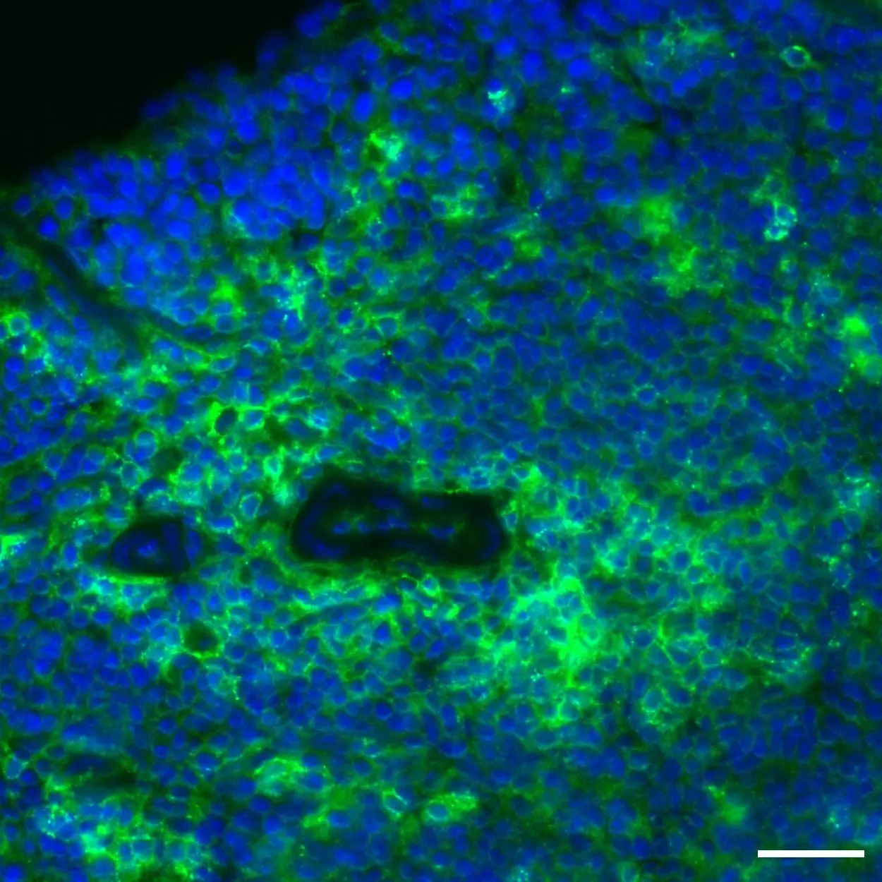 CD4 Antibody, anti-mouse, REAdye_lease™ | Miltenyi Biotec | 日本