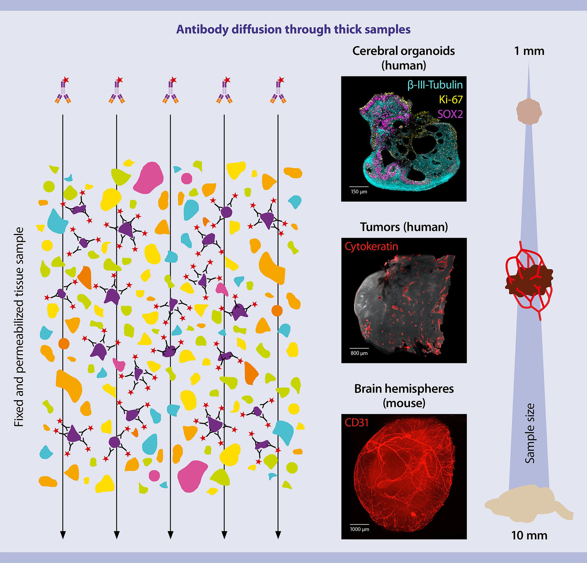 IF microscopy antibodies Tissue clearing Miltenyi Biotec USA