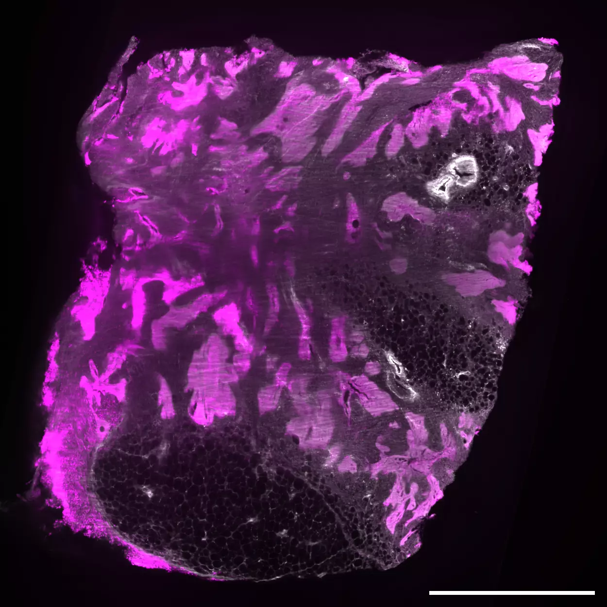 Cytokeratin LMW Antibody, anti-human, REAfinity™ | Miltenyi Biotec