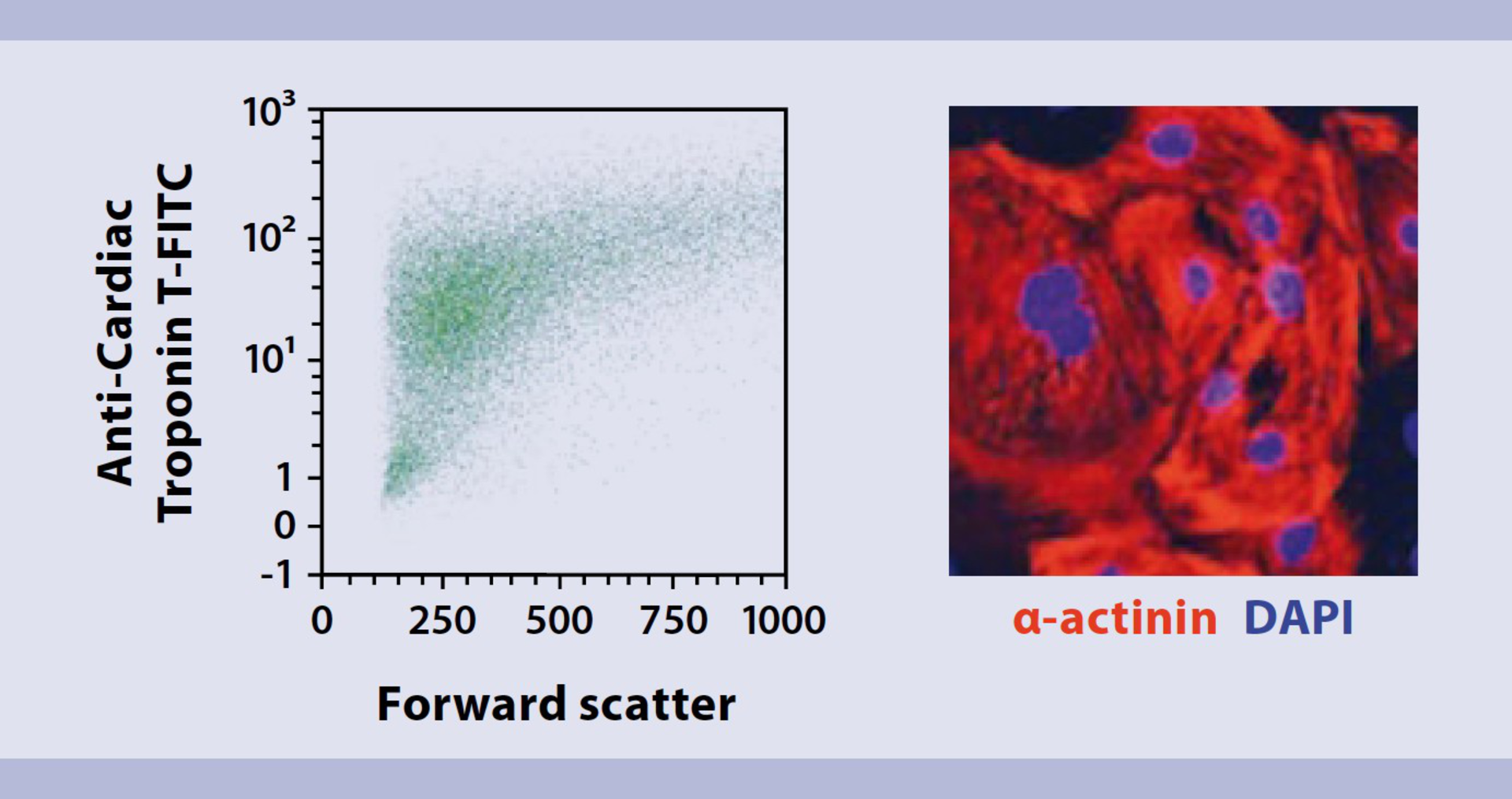 Reproducible Differentiation Of Pluripotent Stem Cells (PSCs ...