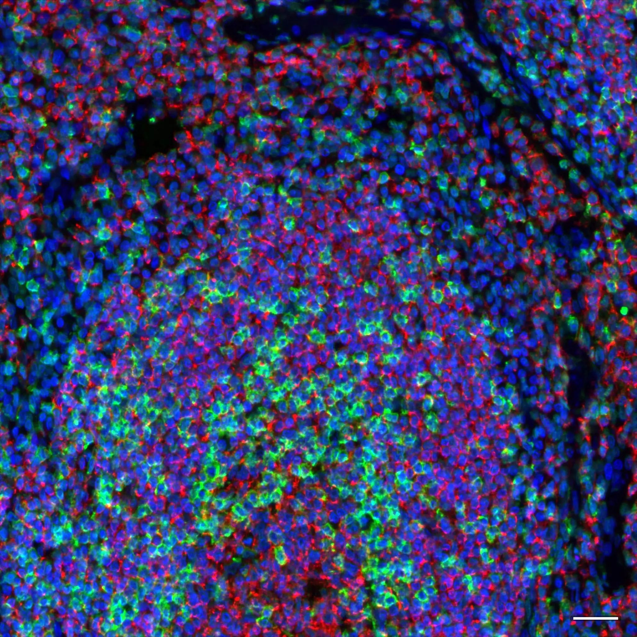 CD45RO Antibody, anti-human, REAfinity™ | Miltenyi Biotec | 中国