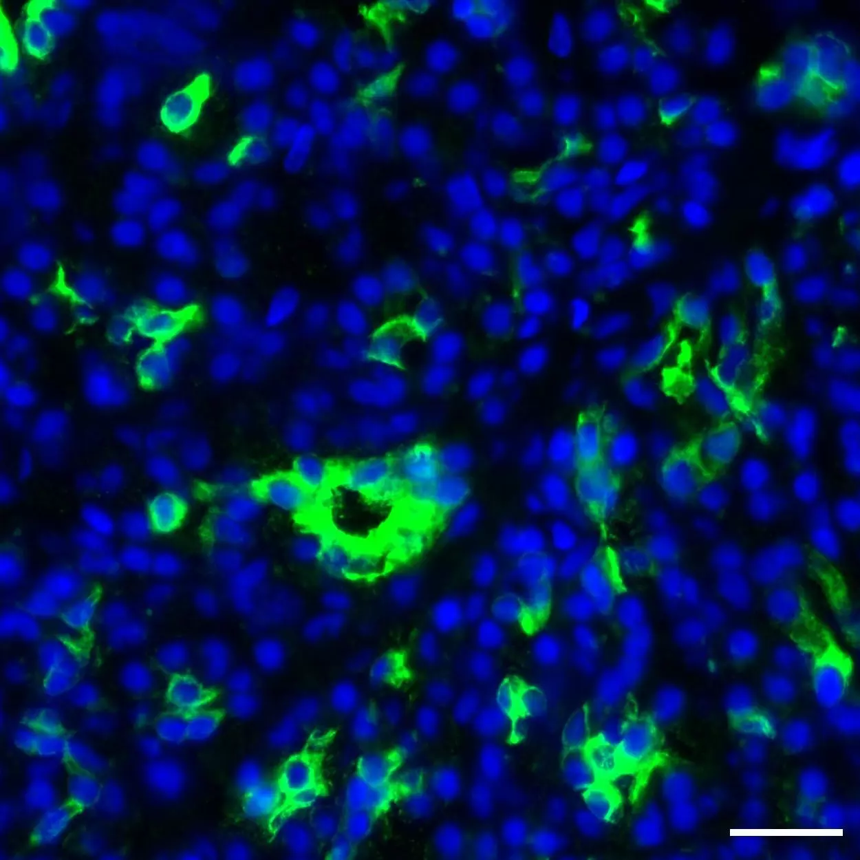 Cytokeratin 19 Antibody, anti-human, REAdye_lease™ | Miltenyi Biotec | USA