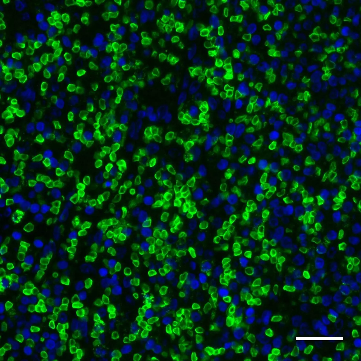 CD235a (Glycophorin A) Antibody, anti-human, REAfinity™ | Miltenyi ...