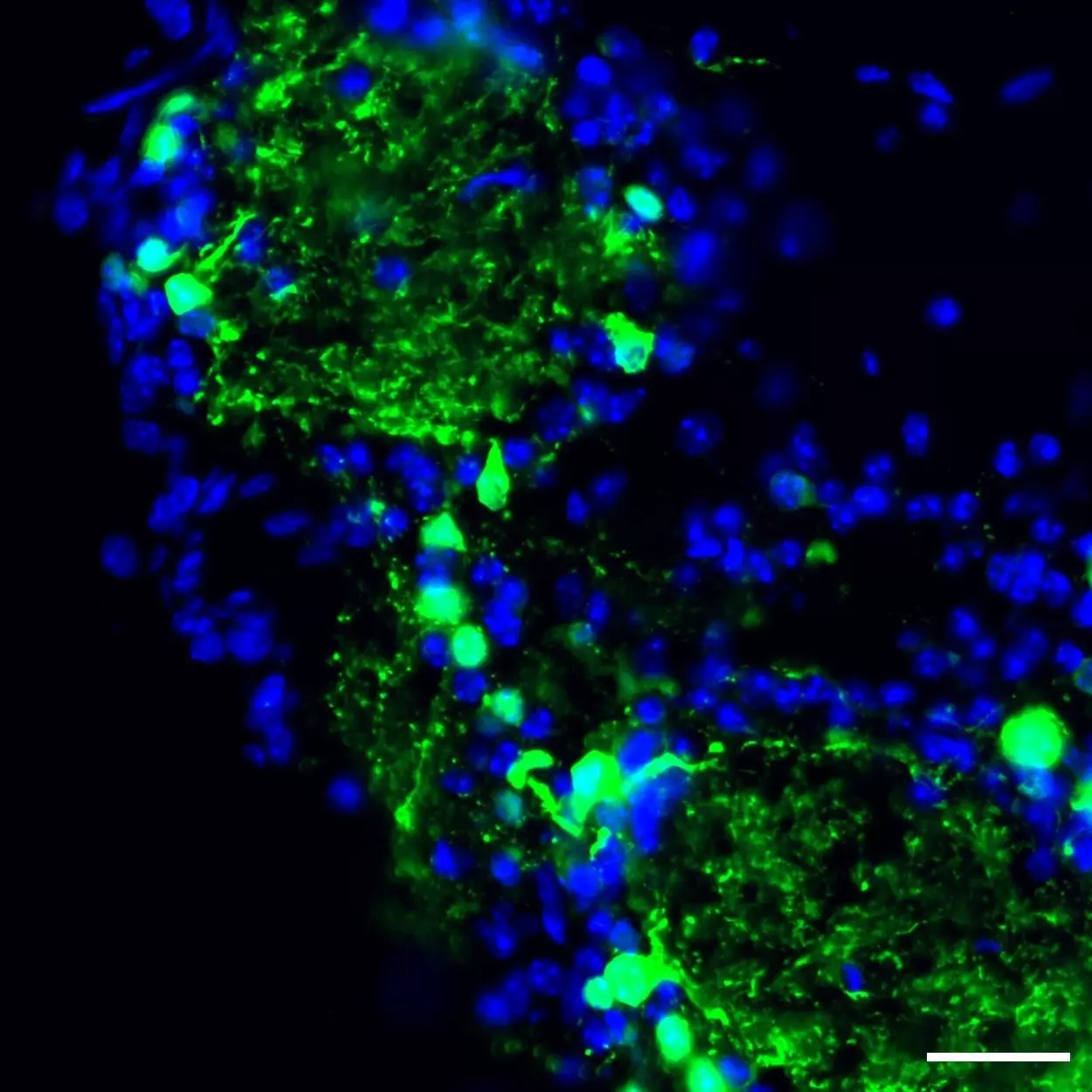 Tyrosine Hydroxylase Antibody, anti-human/mouse/rat, REAfinity ...