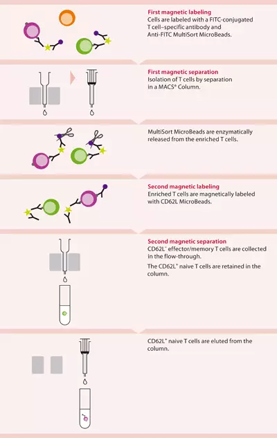 CD62L (L-selectin) MicroBeads, mouse | Miltenyi Biotec | 日本