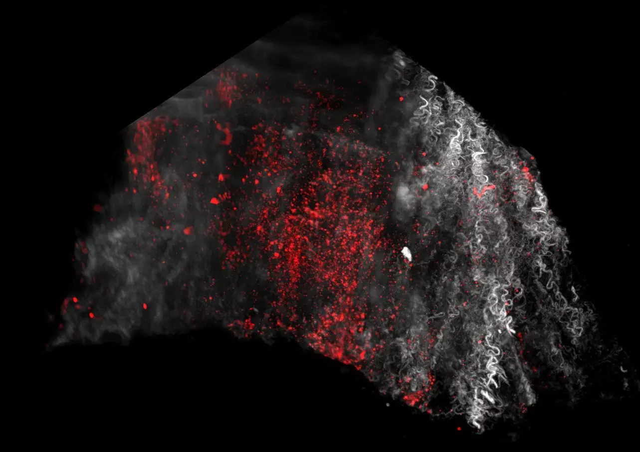 専用CD27枚 ヒト CD27 抗体（クローン番号：O323） | フローサイトメトリー（FC