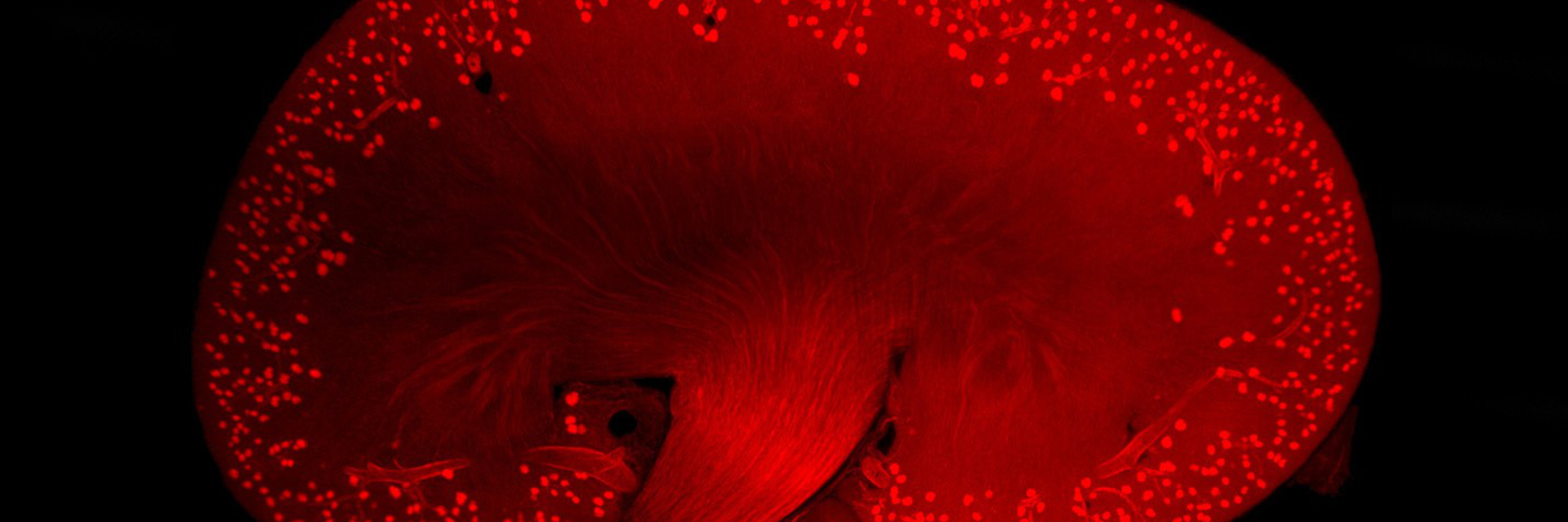 Whole organ quantitative biology using light sheet microscopy