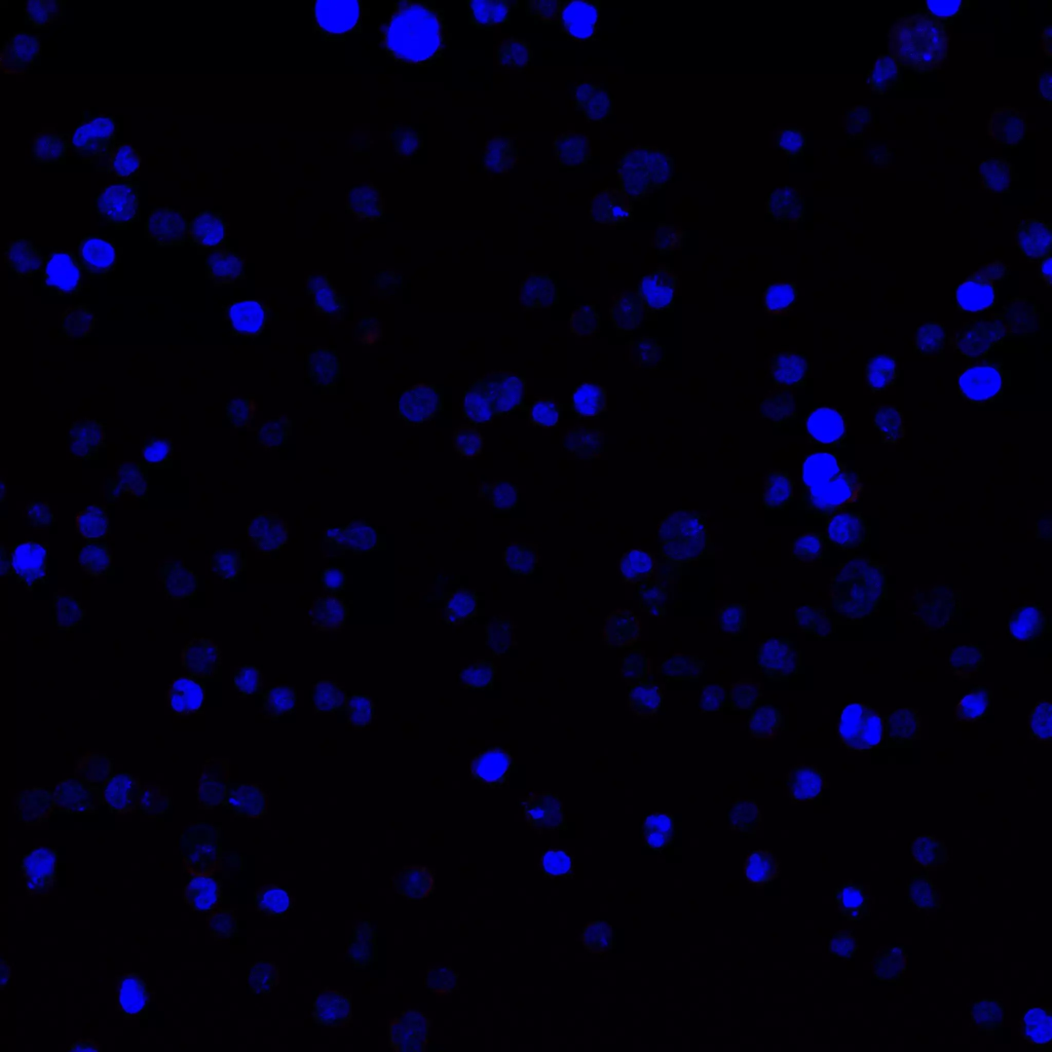 CD102 (ICAM-2) Antibody, anti-human, REAfinity™ | Miltenyi Biotec | USA