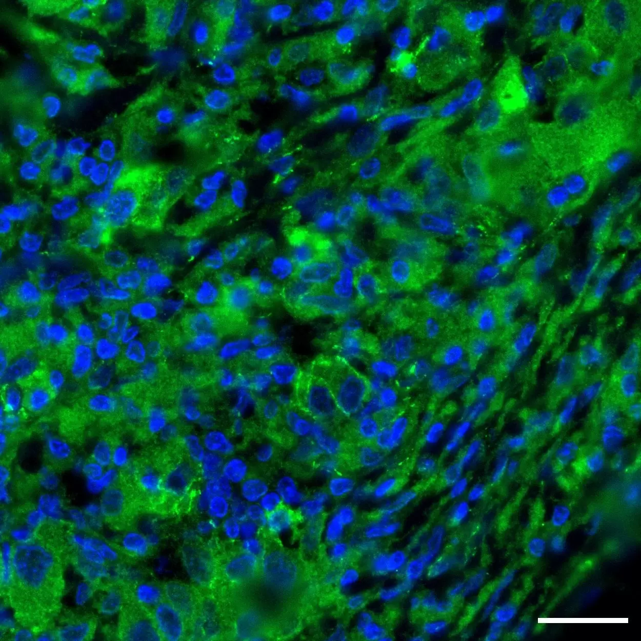 p120 Catenin Antibody, anti-human, REAfinity™ | Miltenyi Biotec | India