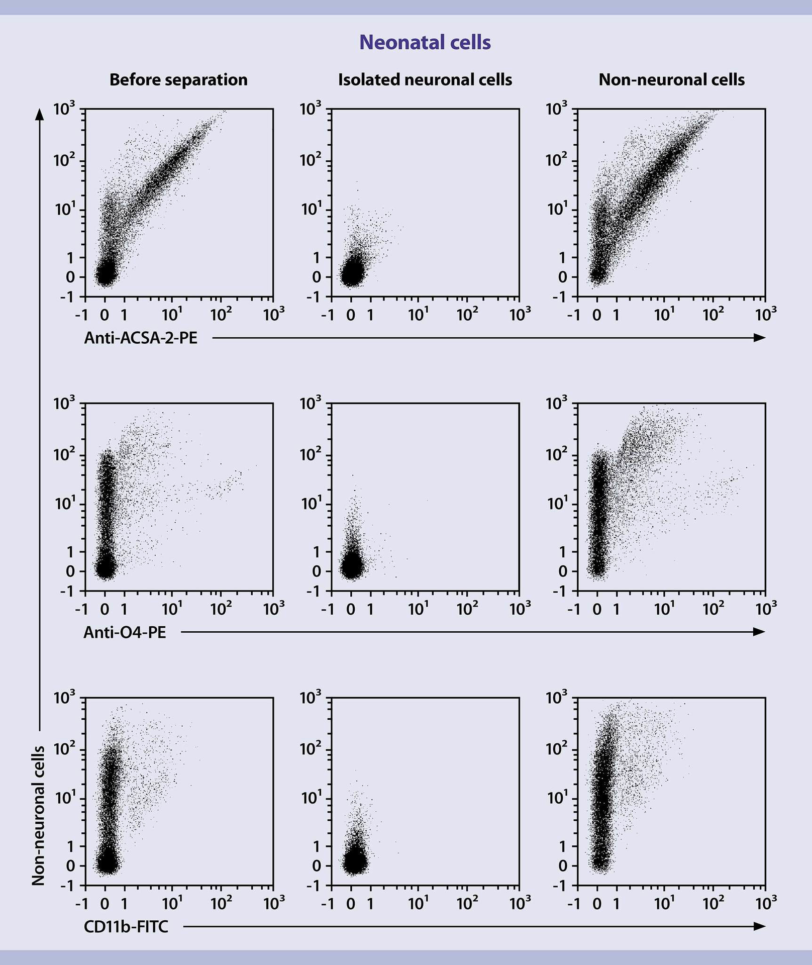 Neural cells (mouse) Miltenyi Biotec USA