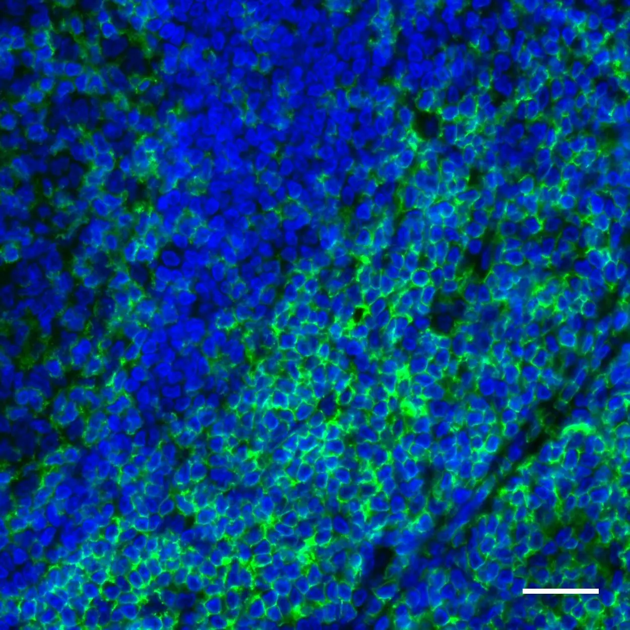 CD4 Antibody, anti-human, REAfinity™ | Miltenyi Biotec | USA