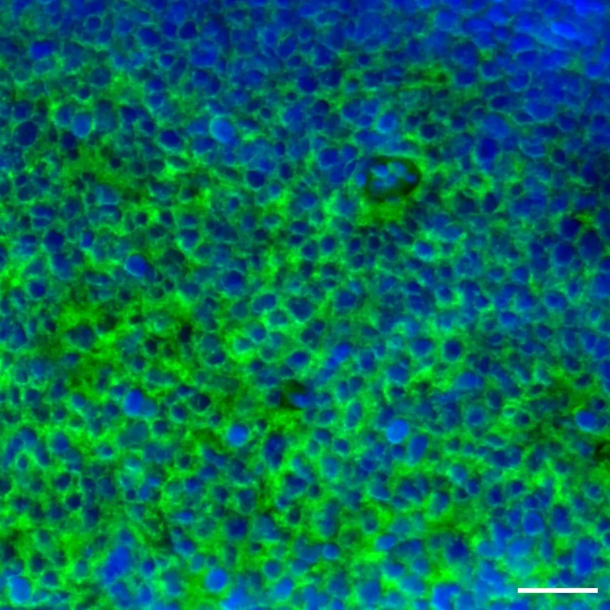 CD54 (ICAM-1) Antibody, anti-human, REAlease® | Miltenyi Biotec | USA